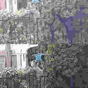 Raccoon in backyard of house