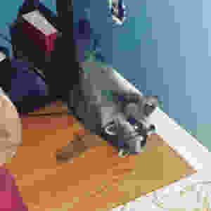 Raccoon Inside House