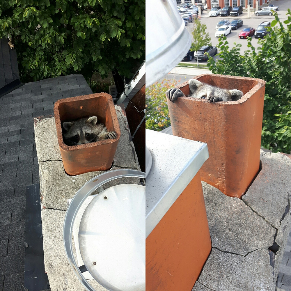 Raccoons in Chimney