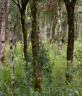 Floresta