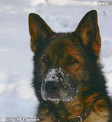 а-Цитрон с Сиреневой Долины