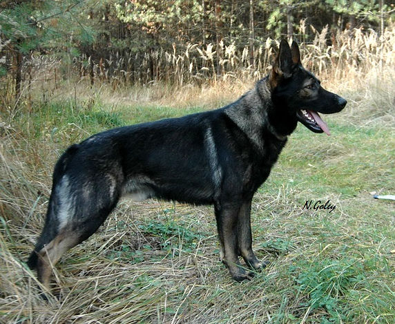 Борман 67обр-2 640эксф.jpg