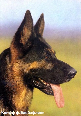 Клифф ф.Бляйхфлекк