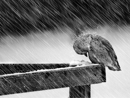 Parábola "El pajarito"