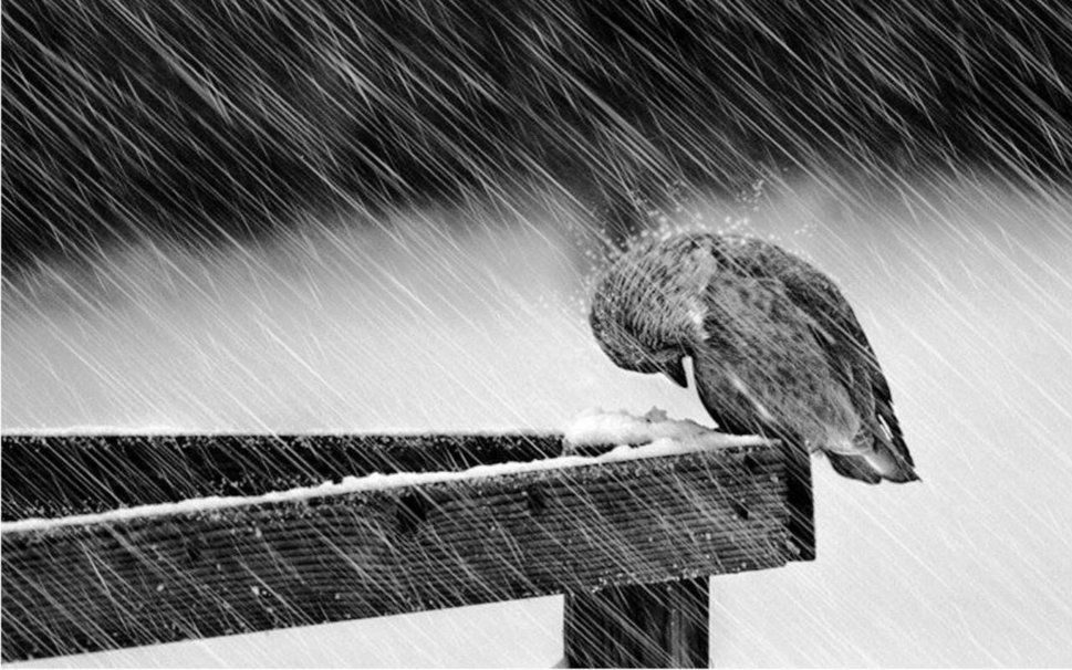 Parábola "El pajarito"