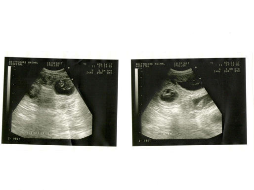 Spirit's ultrasound
