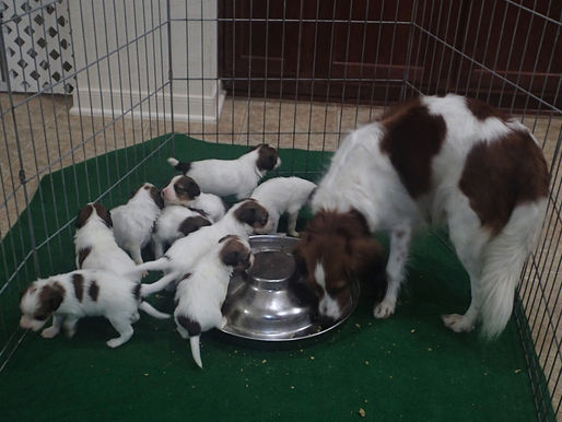 Spirit and Jack puppies