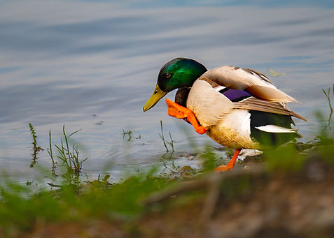 AdobeStock_1253507743.jpeg