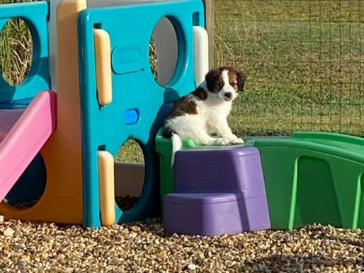 Inka and Archie puppy 7 1/2 weeks