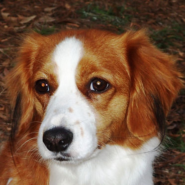 Lucy, Waterbound’s first Kooikerhondje, turned 16 yesterday