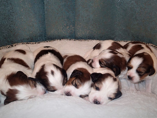 Splash/Astro Puppies are 2 weeks old