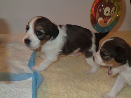 Puppies are 3 weeks old
