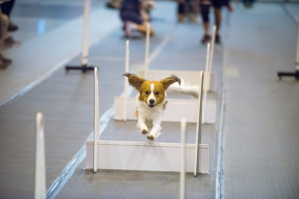 Flying Finn!