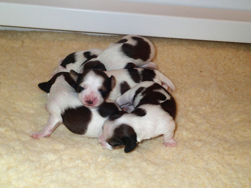 Demi/Luke litter day 8