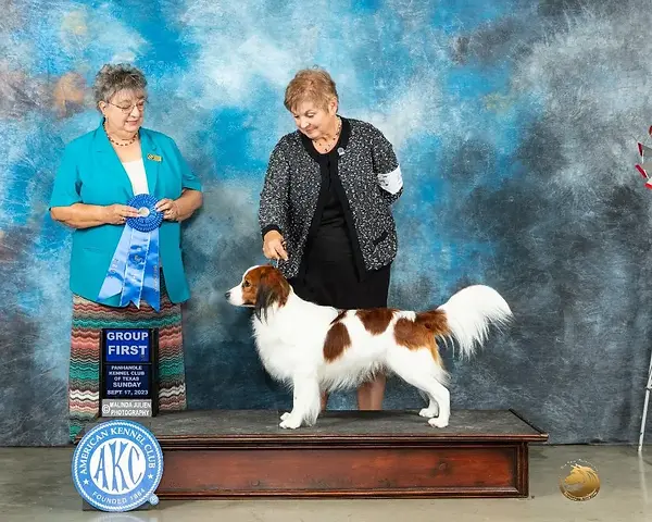 Nederlandse Kooikerhondje kooiker Archie sporting group 1