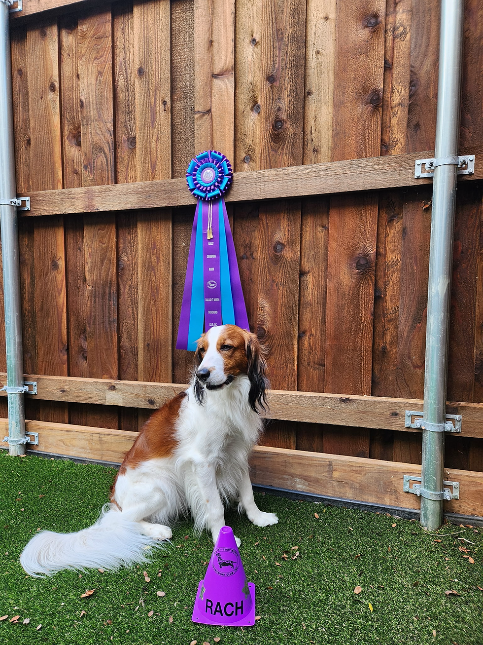 Wager, a small red and white dog with black earrings, sits in front of a large blue and purple rosette that says "Rally Champion". In front of Wager is a purple cone with the letters RACH and the Dallas-Fort Worth Dachshund Club logo.