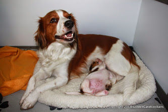 Lucy's first grandchild, Goldengate Primus