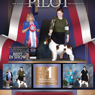 Red and white Nederlandse Kooikerhondje, Pilot, against a navy background framed in gold with red, white, and blue streamers. Center is a photo of Pilot with handler Samatha Carlson presenting him on the win podium with judge Shelley Hennessy on theleft holding a large red, white, and blue rosette above a sign that says Best In Show and the text only the third kooiker in AKC history to win an all breed best in show. Below is a win photo of Pilot with a blue Sporting Group 1 rosette and judge Peggy Beisel-McIlwaine on the left, a gold box with text saying #1 Nederlandse Kooikerhondje breed & all breed center, and a win photo if Pilot with a blue Sporting Group 1 rosette and judge Shelley Hennessy on the right.