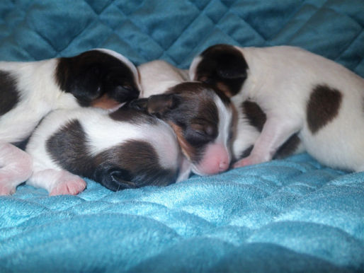 Demi/Luke puppies day 6