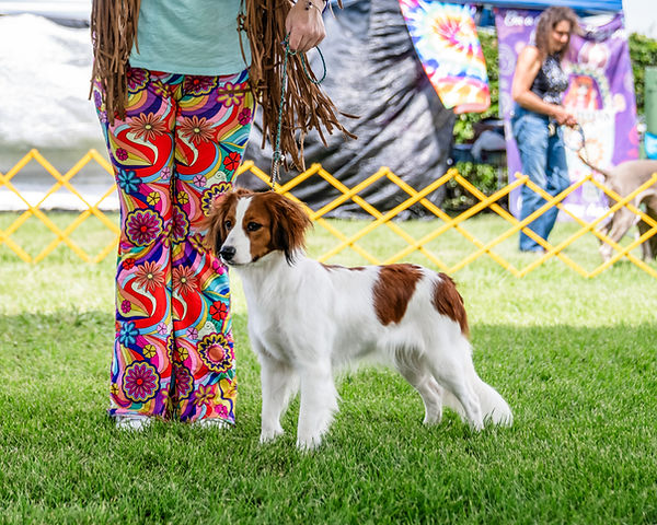 Nederlandse Kooikerhondje Kooiker Lemon Select Bitch Woofstock 2024