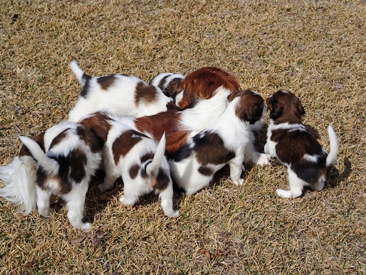 More firsts for puppies