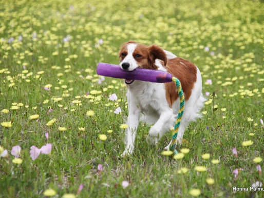 Lucy earned her 8th Master Jumpers leg on Fri!