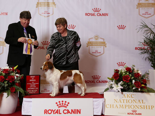 Luke at the Royal Canine National Championship
