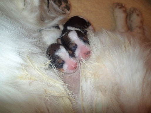 Zelda/Harvey puppies are here!
