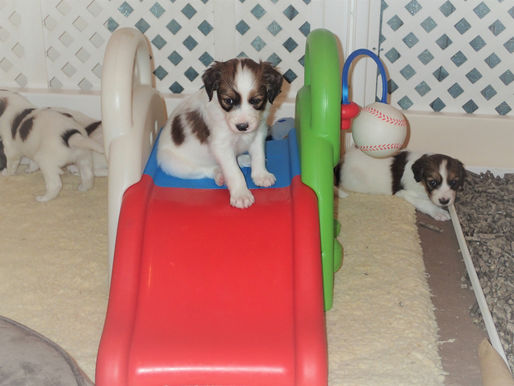 Spirit & Jack puppies are 5 weeks