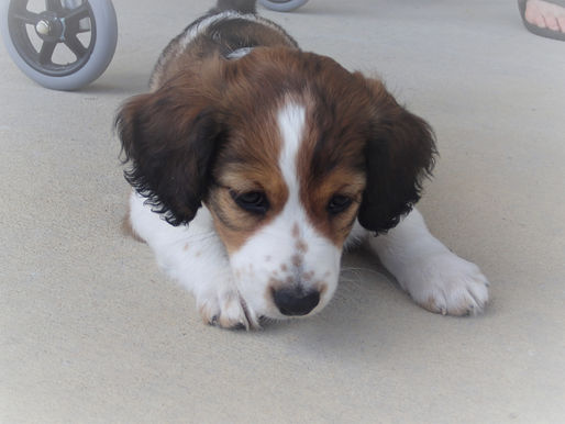 Harvy/Zelda puppies