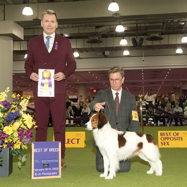 Pilot goes Best of Breed at Westminster 2025