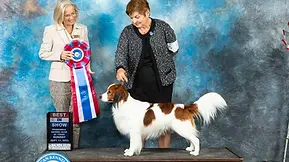 Best in Show for Archie