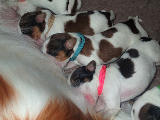 Splash and Astro litter is here!