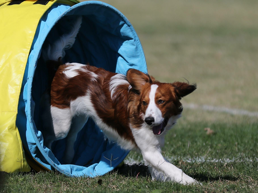 Harvey training for agility