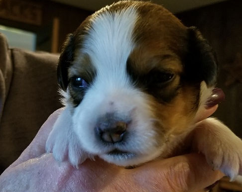 Puppy photos