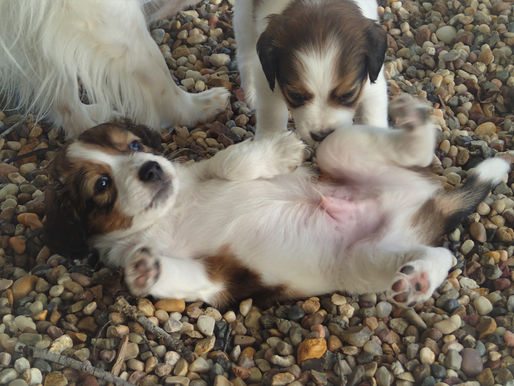 Puppies are 5 weeks