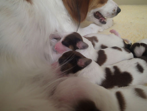 The Splash and Breaker litter is here