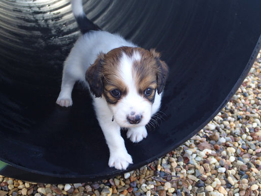 Puppies outside this morning