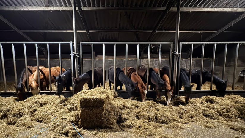 Jaarling hengsten aan het voerhek