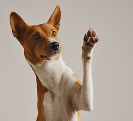 Dog Waving Paw_edited.jpg