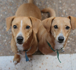 Brown Dogs_edited.jpg