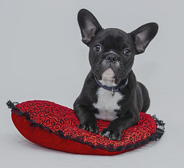 Puppy in Red Cushion_edited.jpg