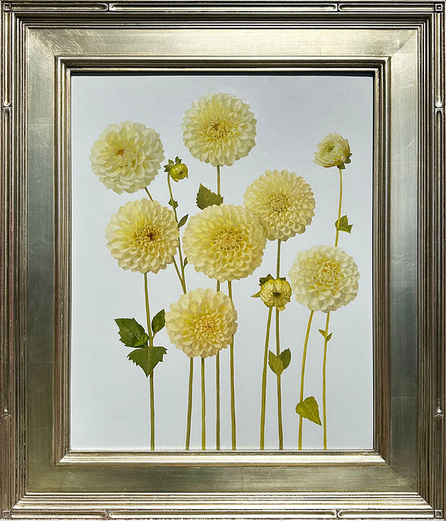 Arden Gallery - Jenny Kelley, "White Dahlias," 2024, oil on linen over panel, 20 x 16 inches, $3,400