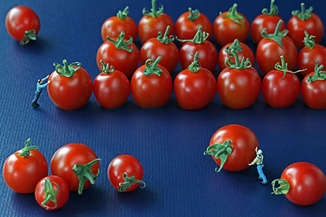 Arden Gallery - Christopher Boffoli, "Tomato Organizers," acrylic-dibond mounted photograph, 24 x 36 inches, (also available: 12 x 18, 32 x 48, 48 x 72)