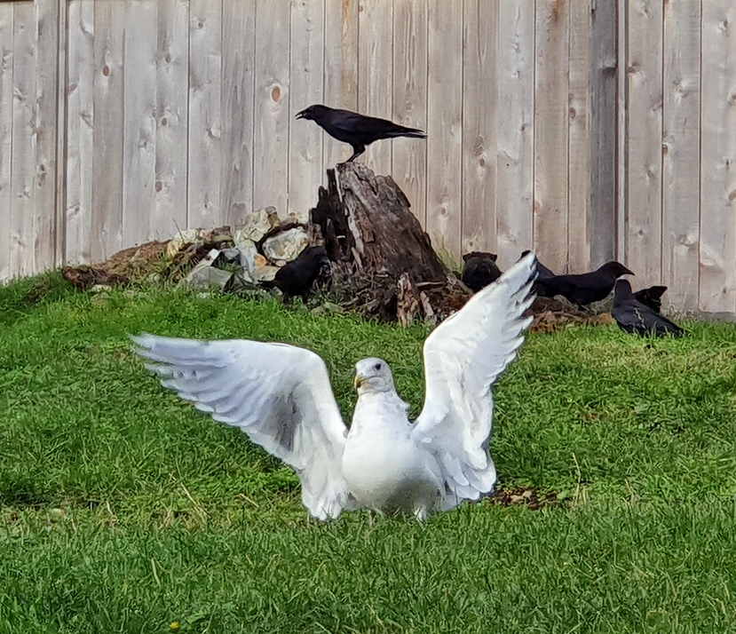 Seagull wings spread with crows .tif