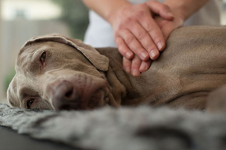 dogs-massage-gloucester (1).jpg