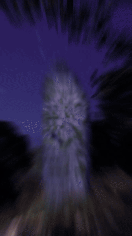 gif dol hd.gif