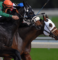 Horse Racing