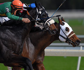 Horse Racers Closeup