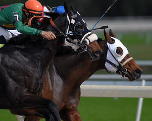 BOLD EMBERS*: *Experienced Multi-Ethnic & Black Equestrian Riders